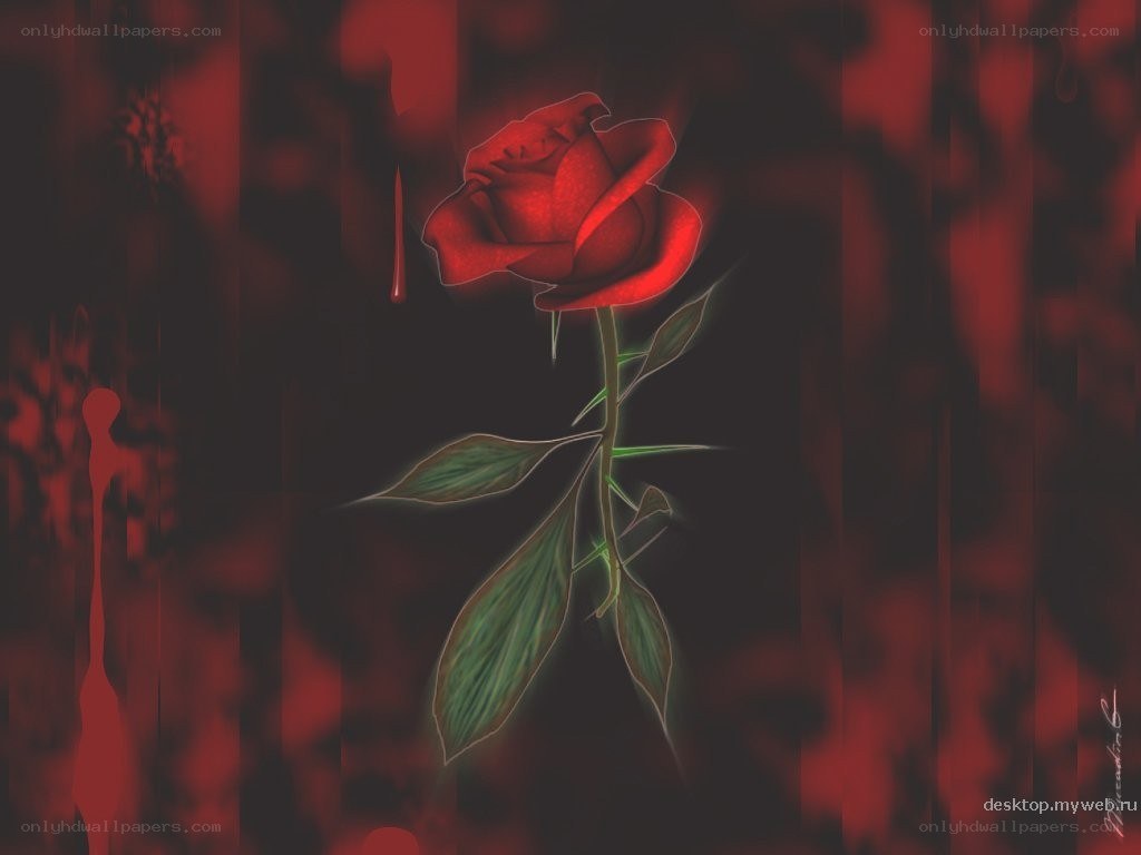 Red rose with blood drip