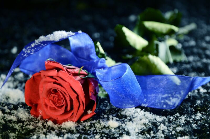 Red Rose with Blue Ribbon