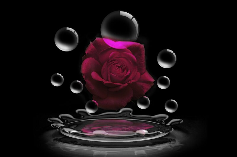 Red Rose with Bubbles — Black