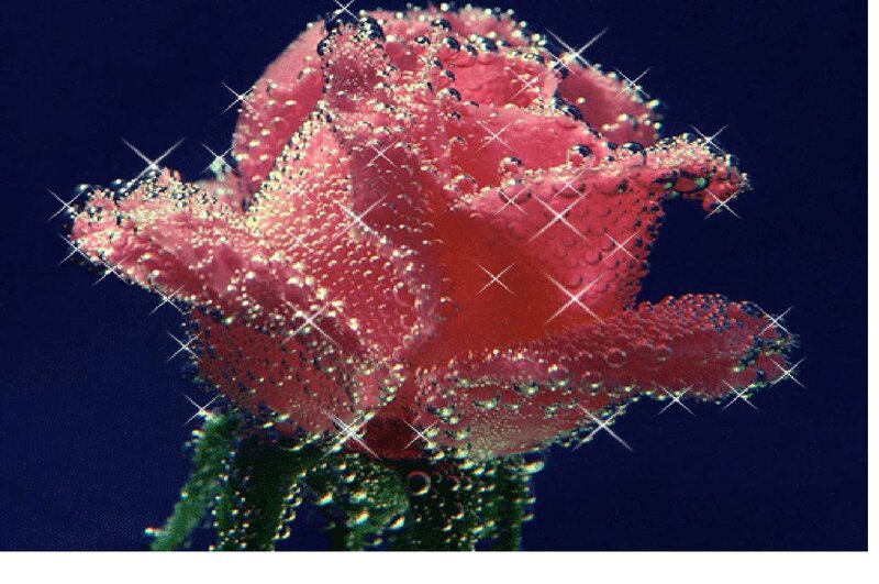 Red Rose with Bubbles