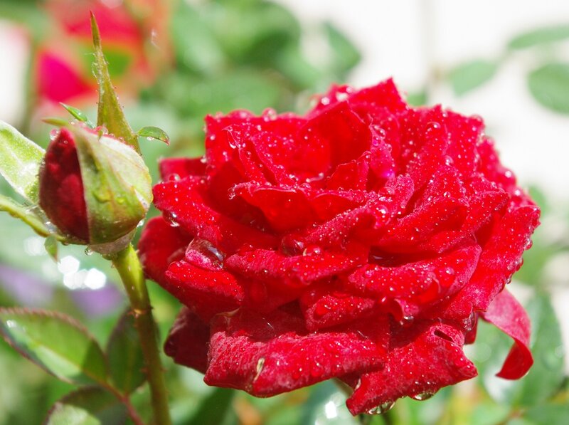Red Rose with Bud — Calm, Morning