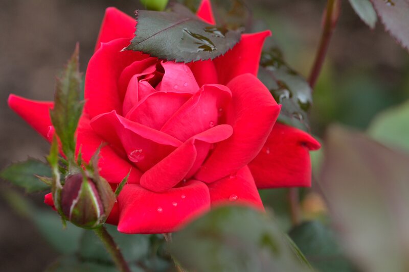 Red Rose with Bud — Calm