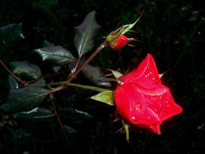 Red Rose with Bud — Dramatic, Night