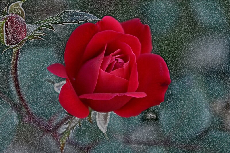 Red Rose with Bud — Dramatic
