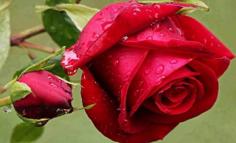 Red Rose with Bud — Serene, Photograph