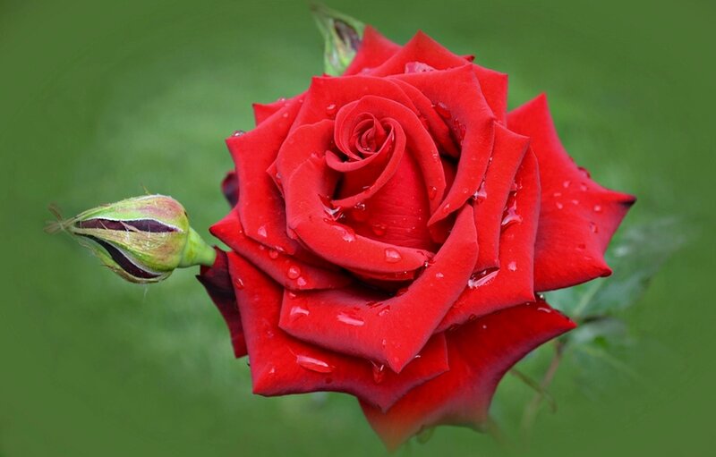 Red Rose with Bud — Serene, Photograph, Water Droplets
