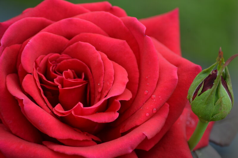 Red Rose with Bud — Serene