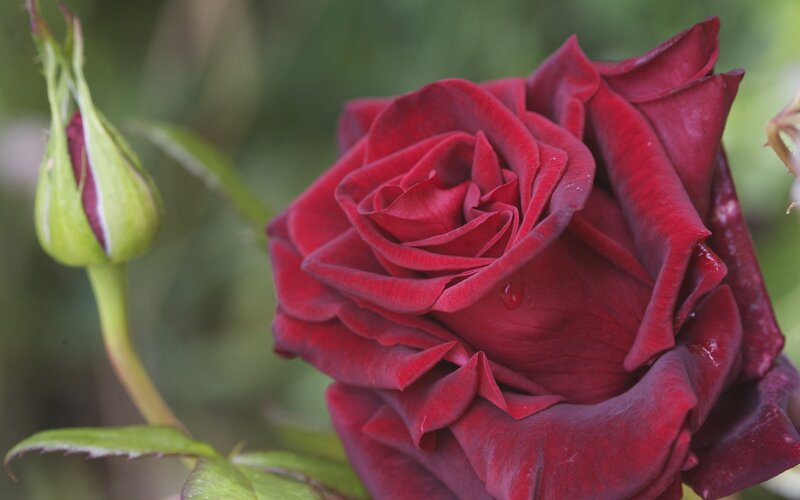 red rose with bud