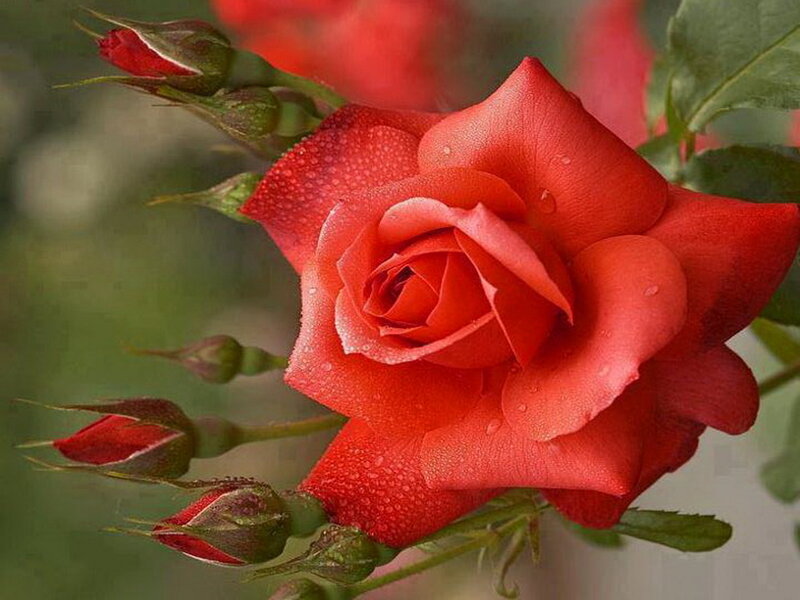 Red Rose with Buds — Calm, Photograph, Leaves