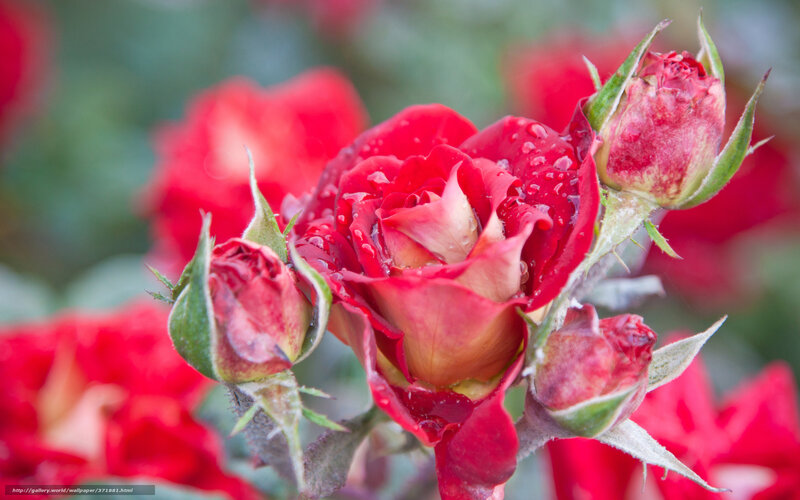 Red Rose with Buds — Calm, Photograph, Petals