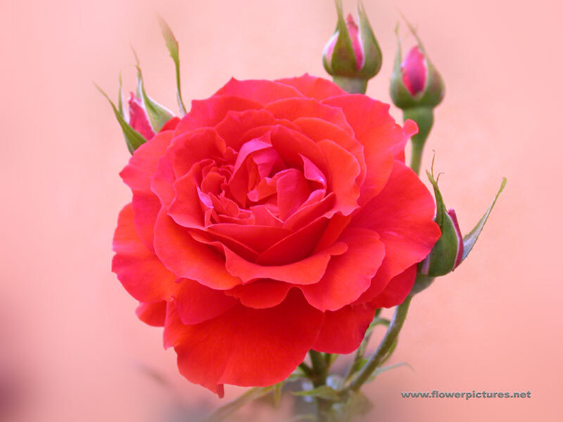 Red Rose with Buds — Calm, Photograph, Stem