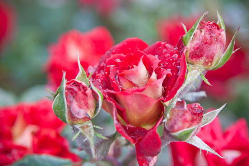 Red Rose with Buds — Calm, Photograph