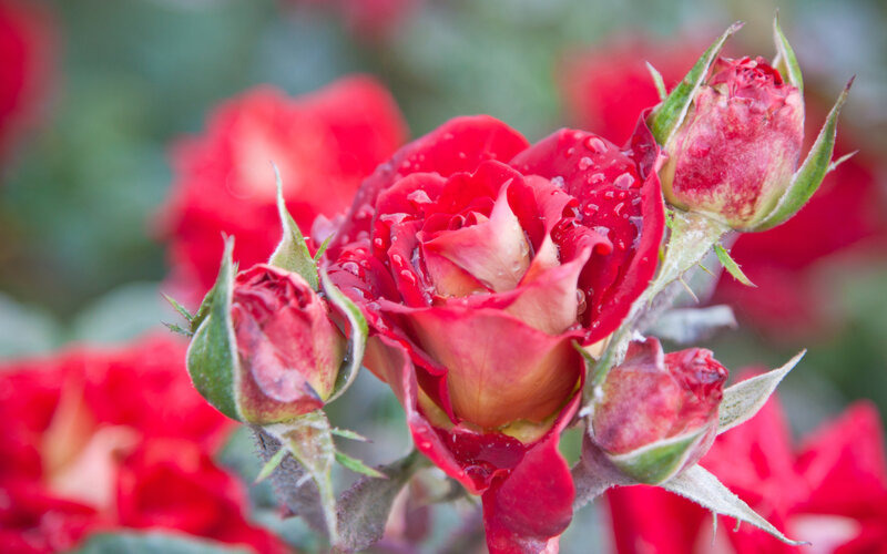Red Rose with Buds — Calm, Spring