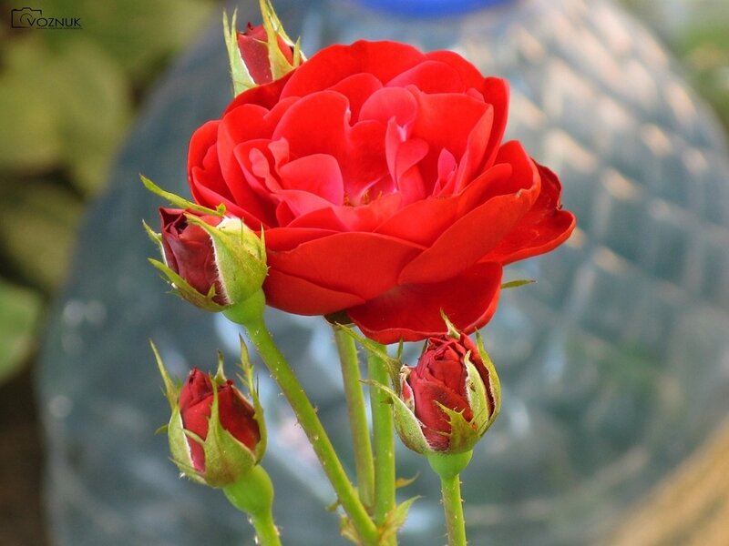 Red Rose with Buds — Calm