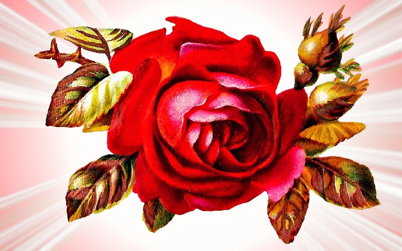 Red Rose with Buds — Dramatic, Illustration