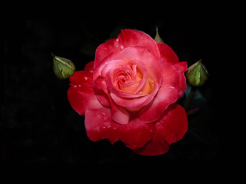Red Rose with Buds — Dramatic, Night, Photograph, Petals, Dark Background