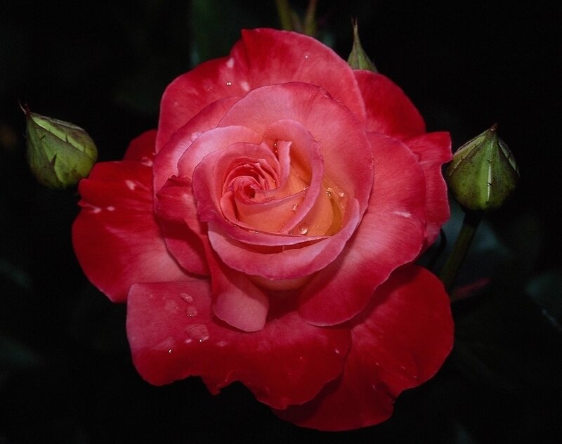 Red Rose with Buds — Dramatic, Night, Photograph