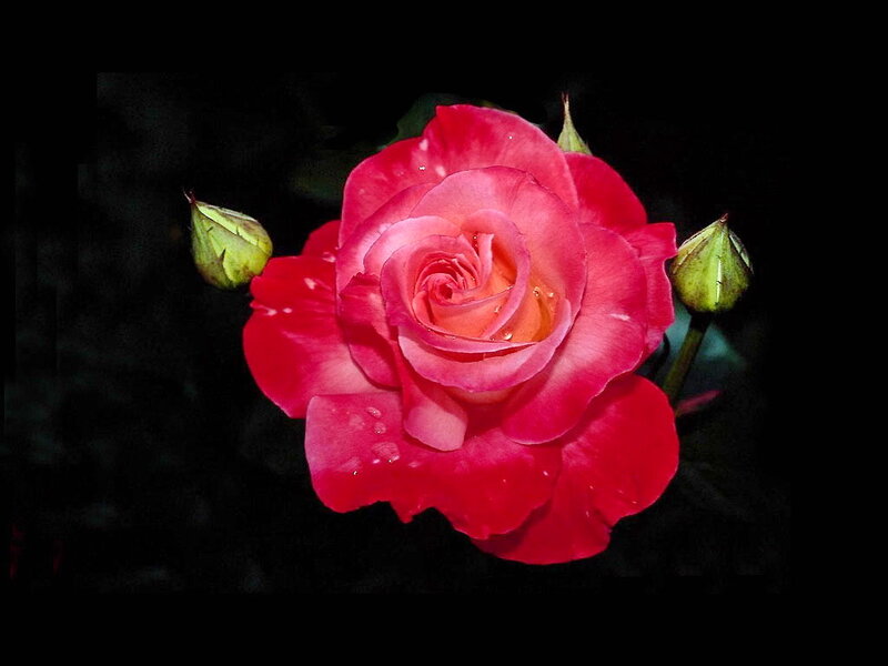 Red Rose with Buds — Dramatic