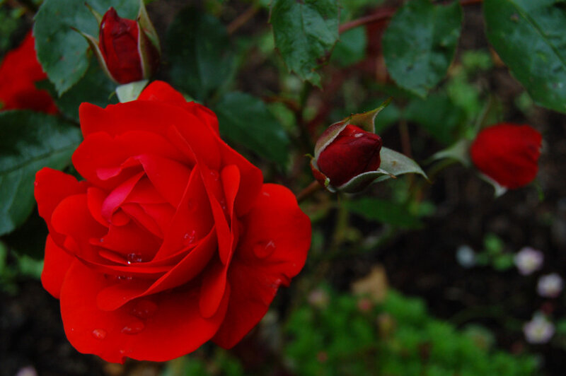 Red Rose with Buds — Natural