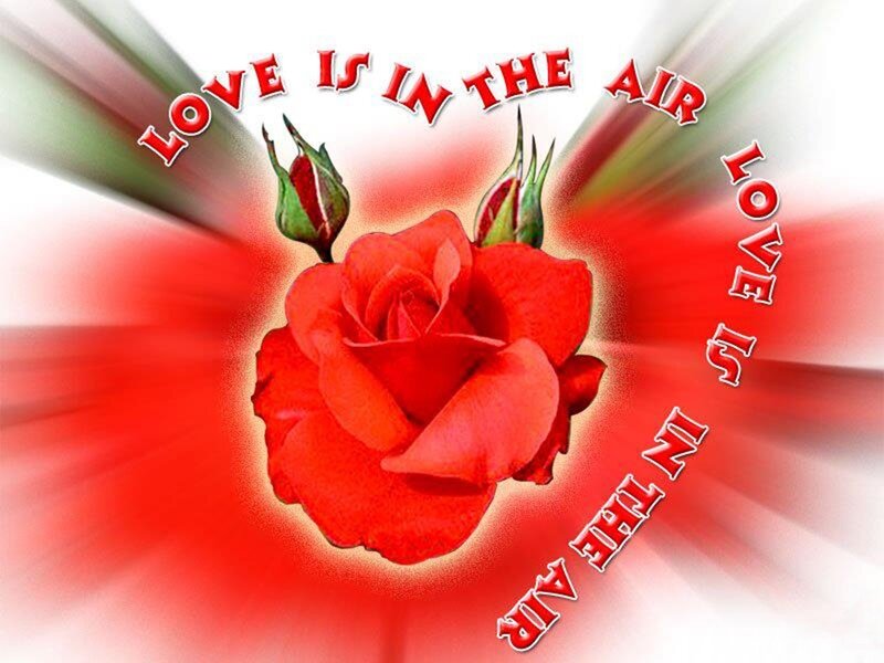 Red Rose with Buds — Romantic