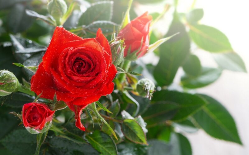 Red Rose with Buds — Serene, Morning