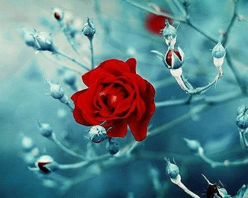 Red Rose with Buds — Serene, Photograph, Branches