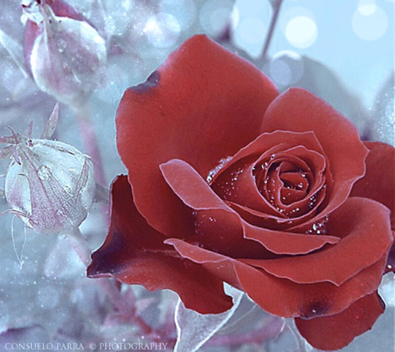 Red Rose with Buds — Serene, Photograph