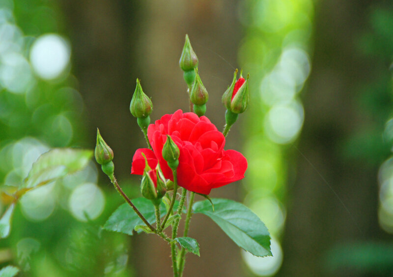 Red Rose with Buds — Serene, Spring