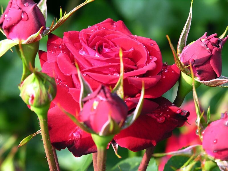 Red Rose with Buds — Serene