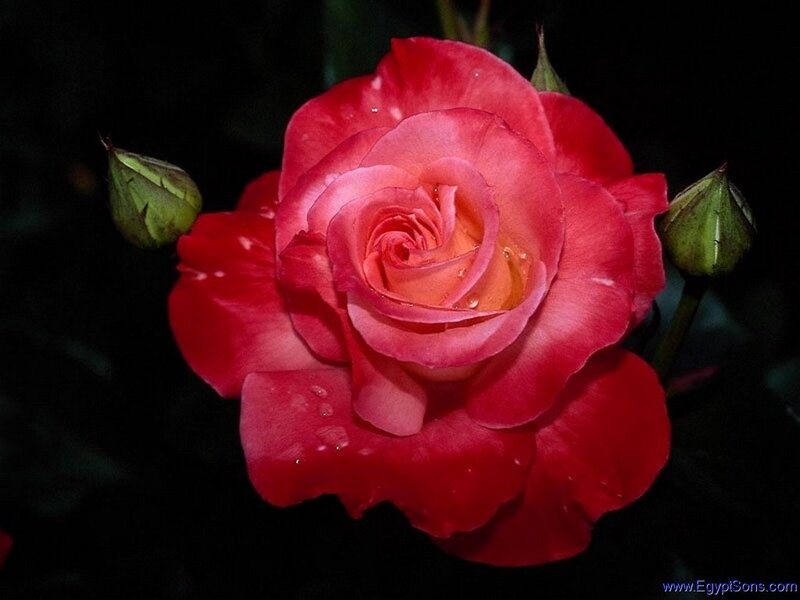 Red Rose with Buds