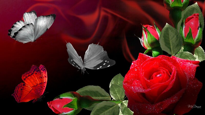 Red Rose with Butterflies — Dramatic, Digital Art