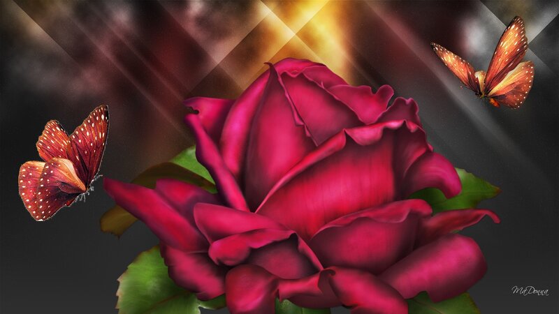Red Rose with Butterflies — Dramatic