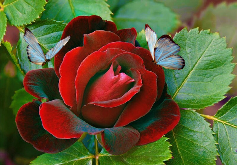 Red Rose with Butterflies — Serene, Photograph