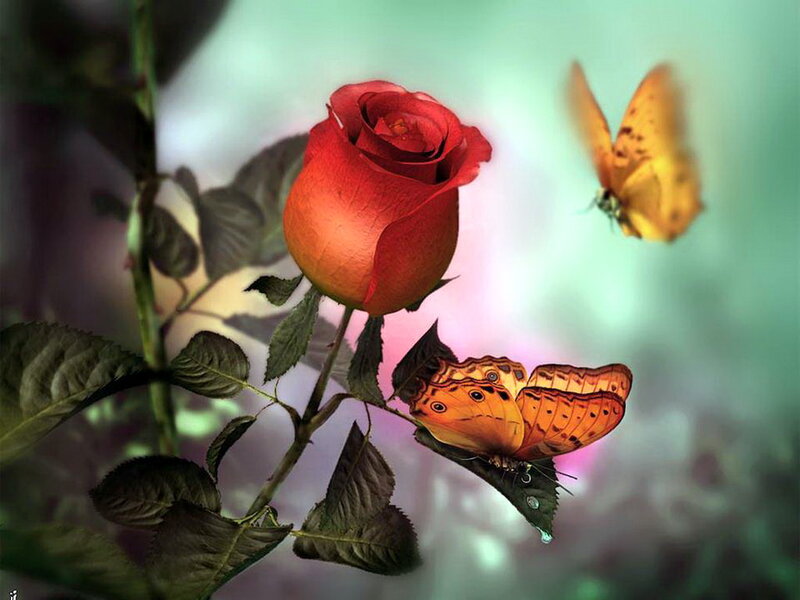 Red Rose with Butterflies — Serene