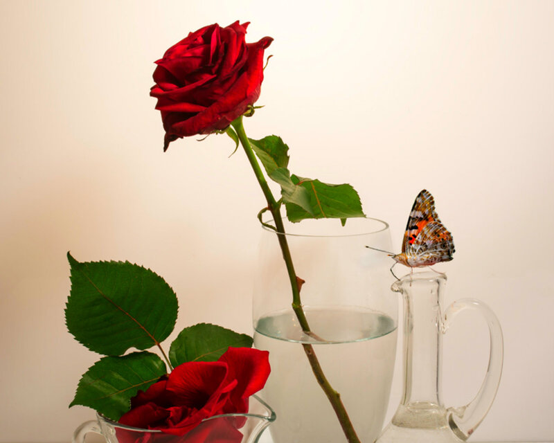 Red Rose with Butterfly — Calm
