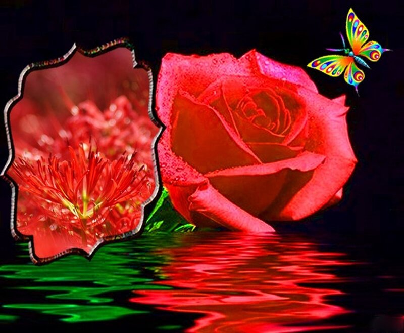 Red Rose with Butterfly — Dramatic, Night