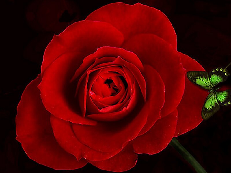 Red Rose with Butterfly — Dramatic