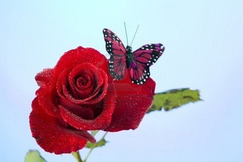 Red Rose with Butterfly — Serene, Photograph