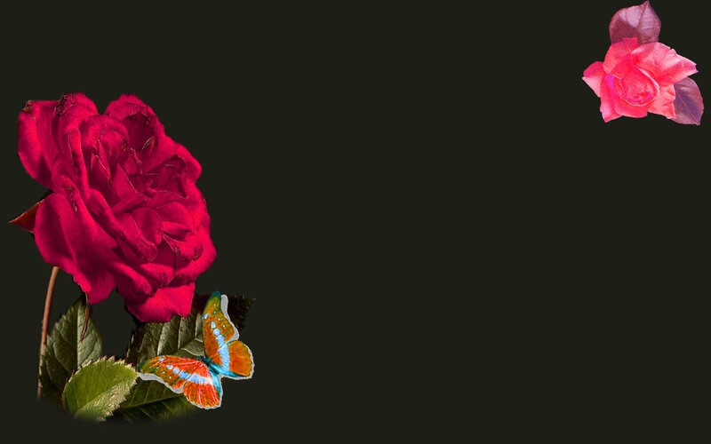 Red Rose with Butterfly — Serene