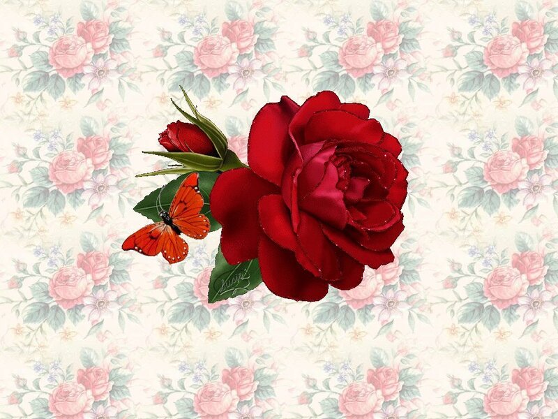 red rose with butterfly