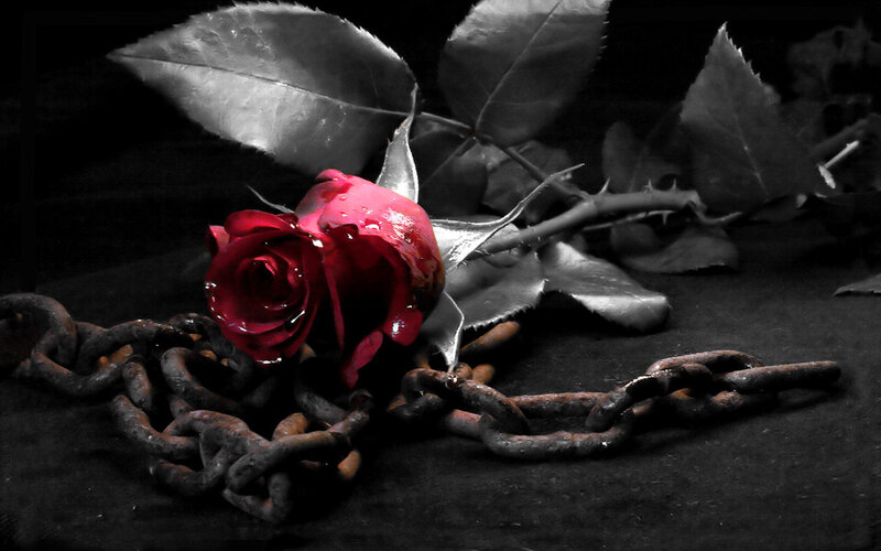 Red Rose with Chain — Black, Dramatic, Photograph