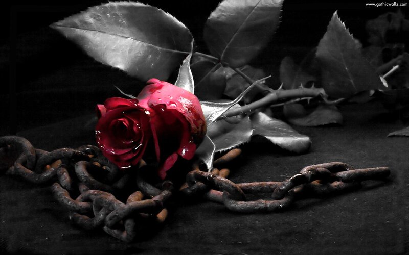 Red Rose with Chain — Black