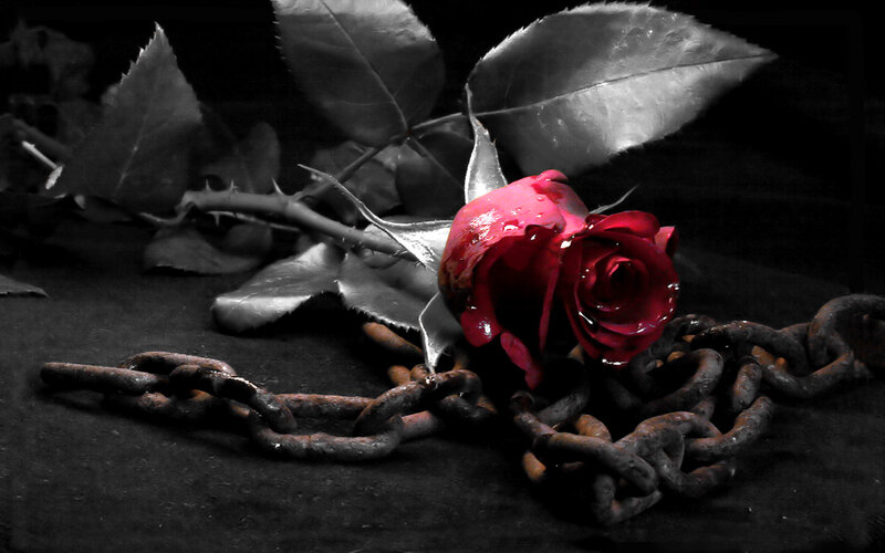 Red Rose with Chain — Dramatic, Photograph, Leaves, Black
