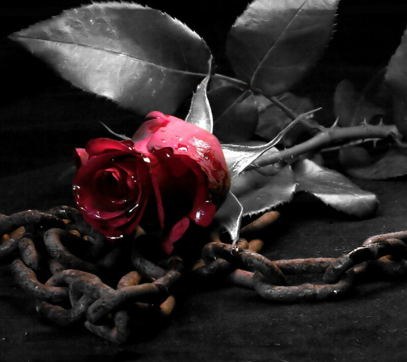 Red Rose with Chain — Dramatic, Photograph, Leaves