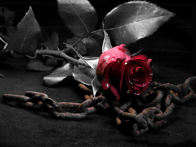 Red Rose with Chain — Dramatic, Photograph