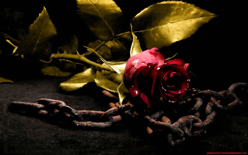 Red Rose with Chain — Dramatic