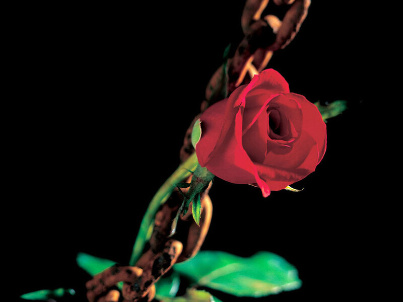 Red rose with chain