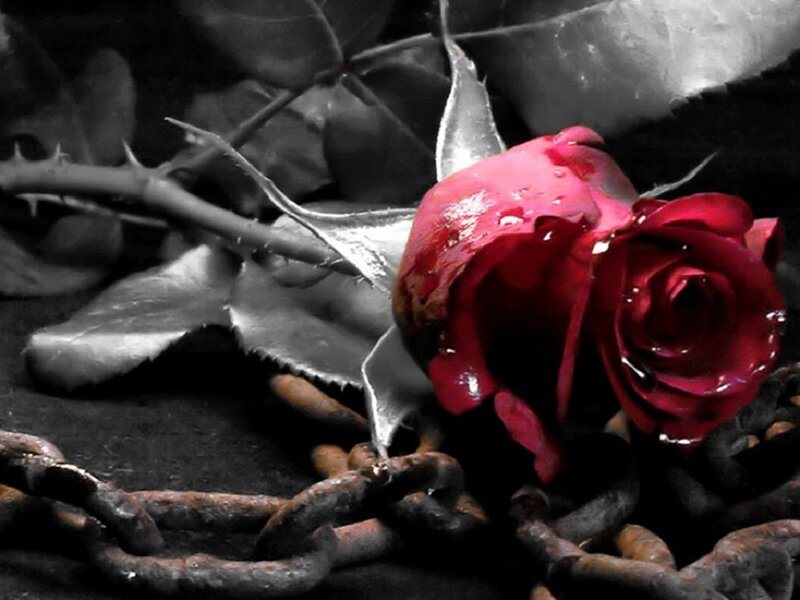 Red Rose with Chains — Dramatic