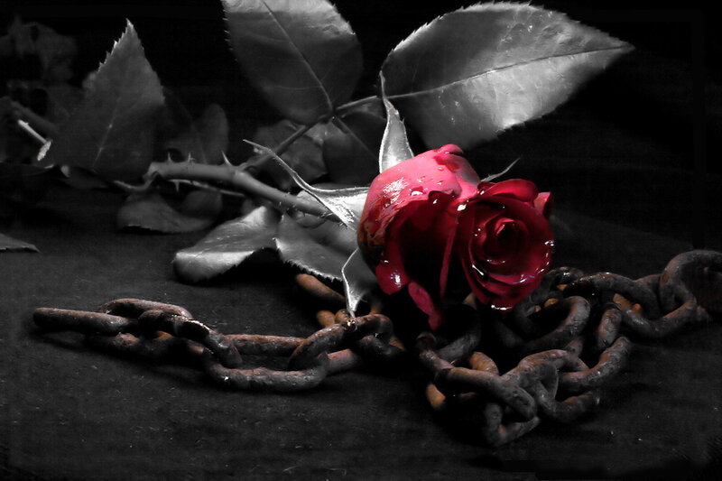 Red rose with chains