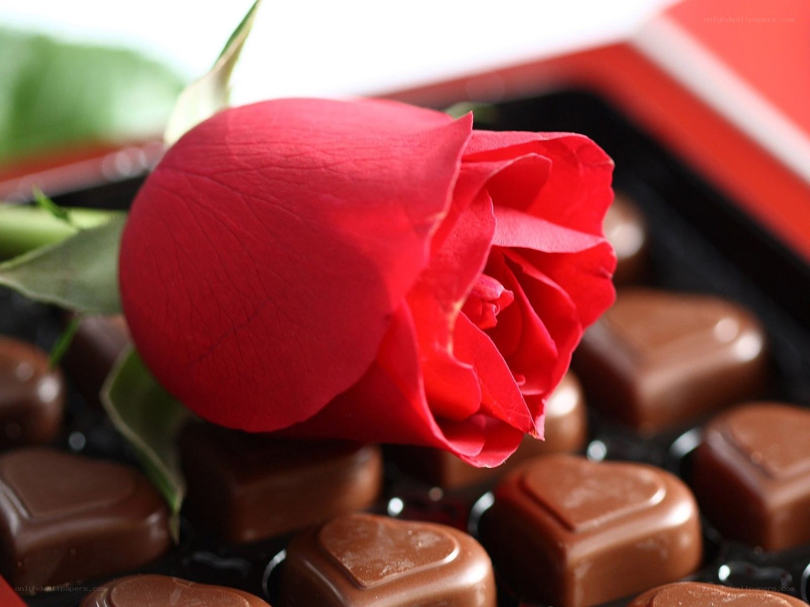 Red rose with chocolate candies